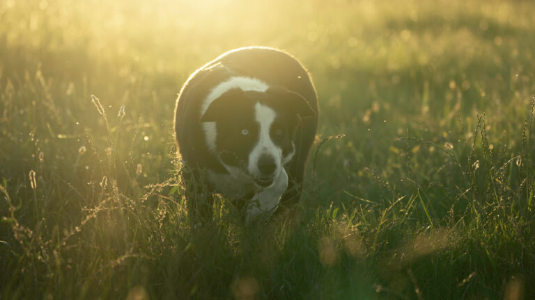 Updated Dog Control and Enforcement Guidelines published