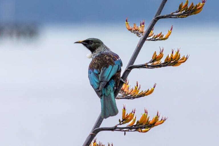 Eight entries showcase environmental leadership across Aotearoa
