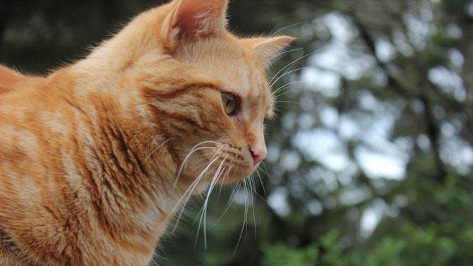 Cat regulation for the benefit of kiwis and Kiwis